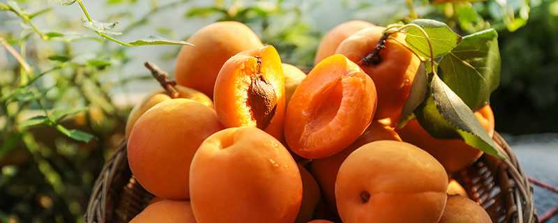 杏和什么放一起能够催熟 杏子不熟怎么催熟