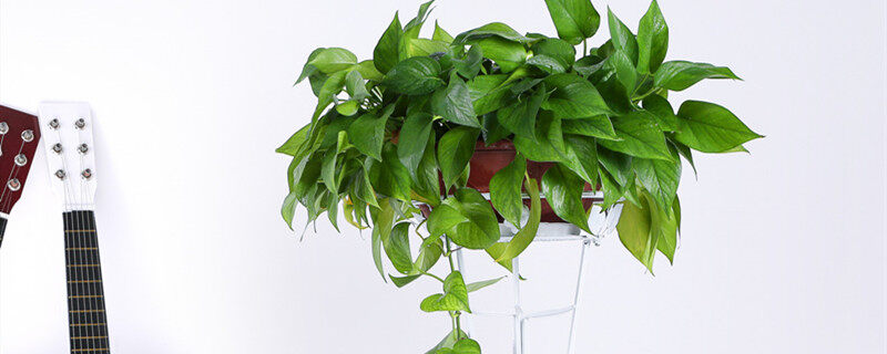 能净化空气的室内植物有哪些 能净化空气的室内植物有什么