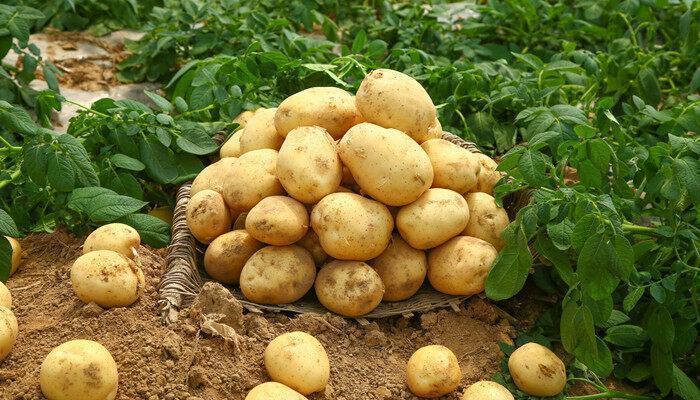 南方10月份可以种土豆吗 南方10月份能种土豆吗